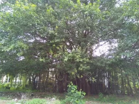 Aajchi Navi Mumbai | हेरिटेज वृक्षांची गणना होणार
