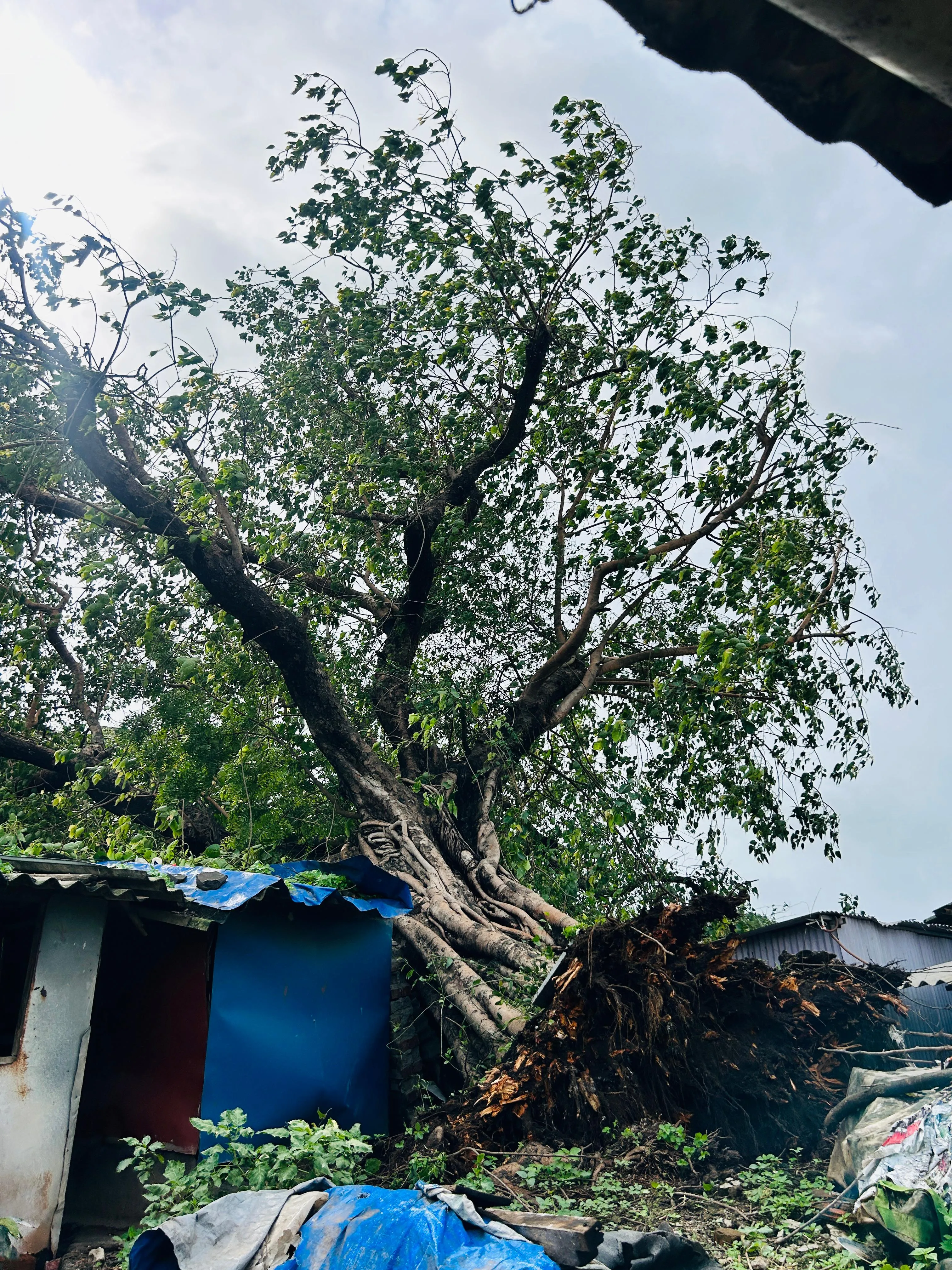 Aajchi Navi Mumbai | 400 वर्ष जुने पिंपळाचे झाड कोसळले