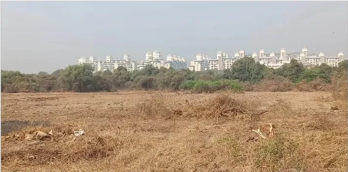 Aajchi Navi Mumbai | पालिका मुख्यालयाच्या शेजारी वृक्षतोड