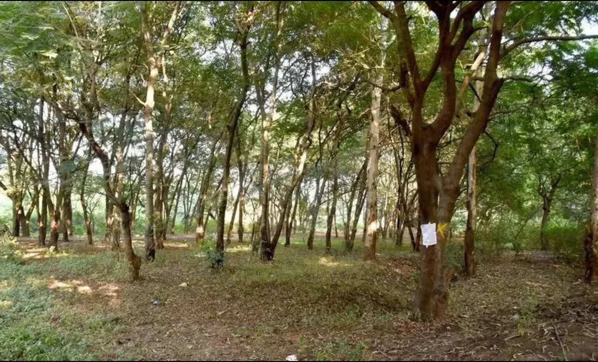 Aajchi Navi Mumbai | तपोवनातील वृक्षतोडीला स्थगिती