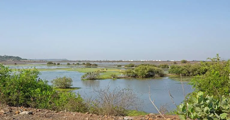 Aajchi Navi Mumbai | उरण तालुक्यातील पाणथळीचे अस्तित्व धोक्यात