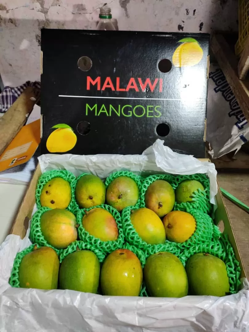 Aajchi Navi Mumbai | आफ्रिकन मलावी आंब्याची एपीएमसीत आवक